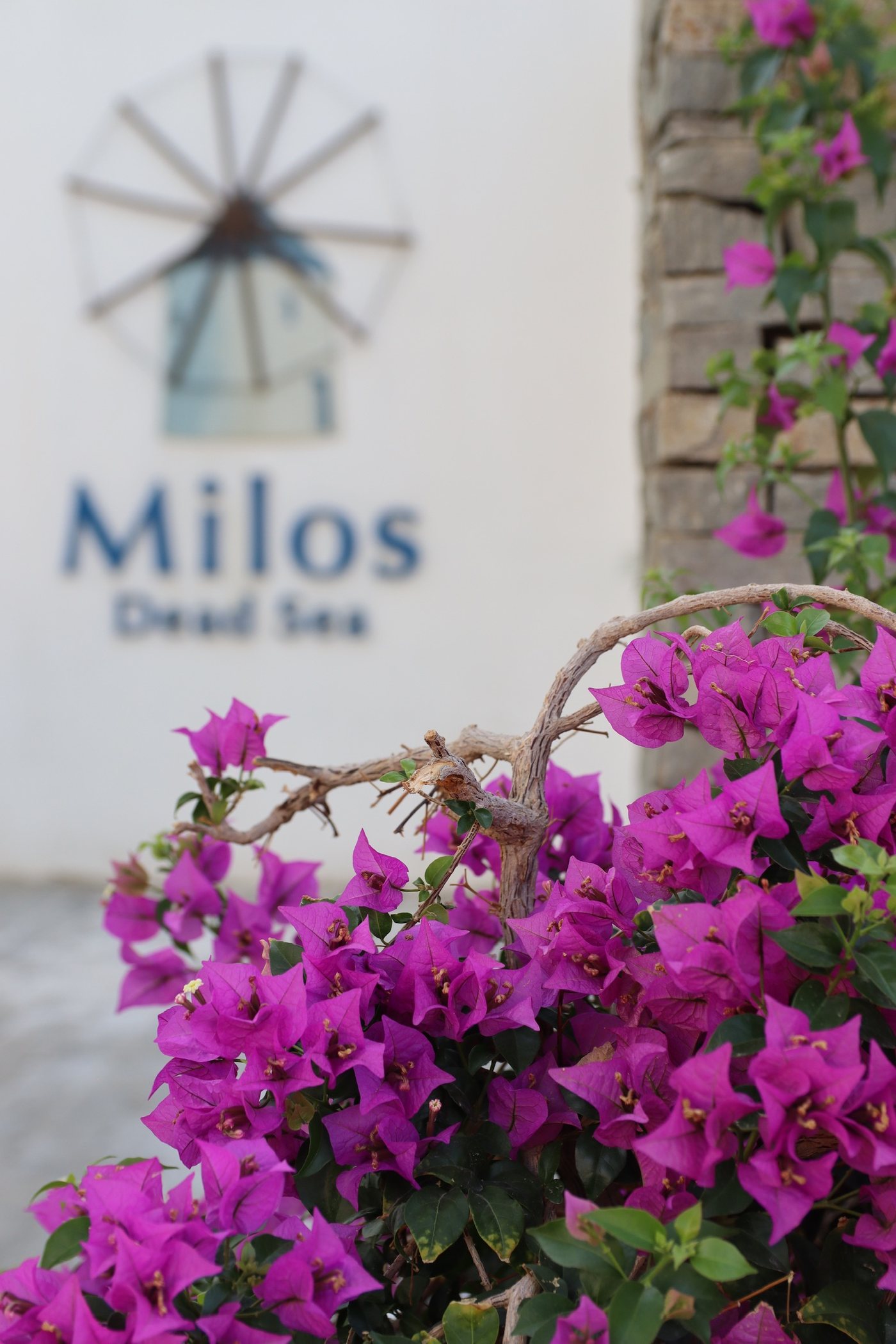 The Milos sign and the bougainvillea