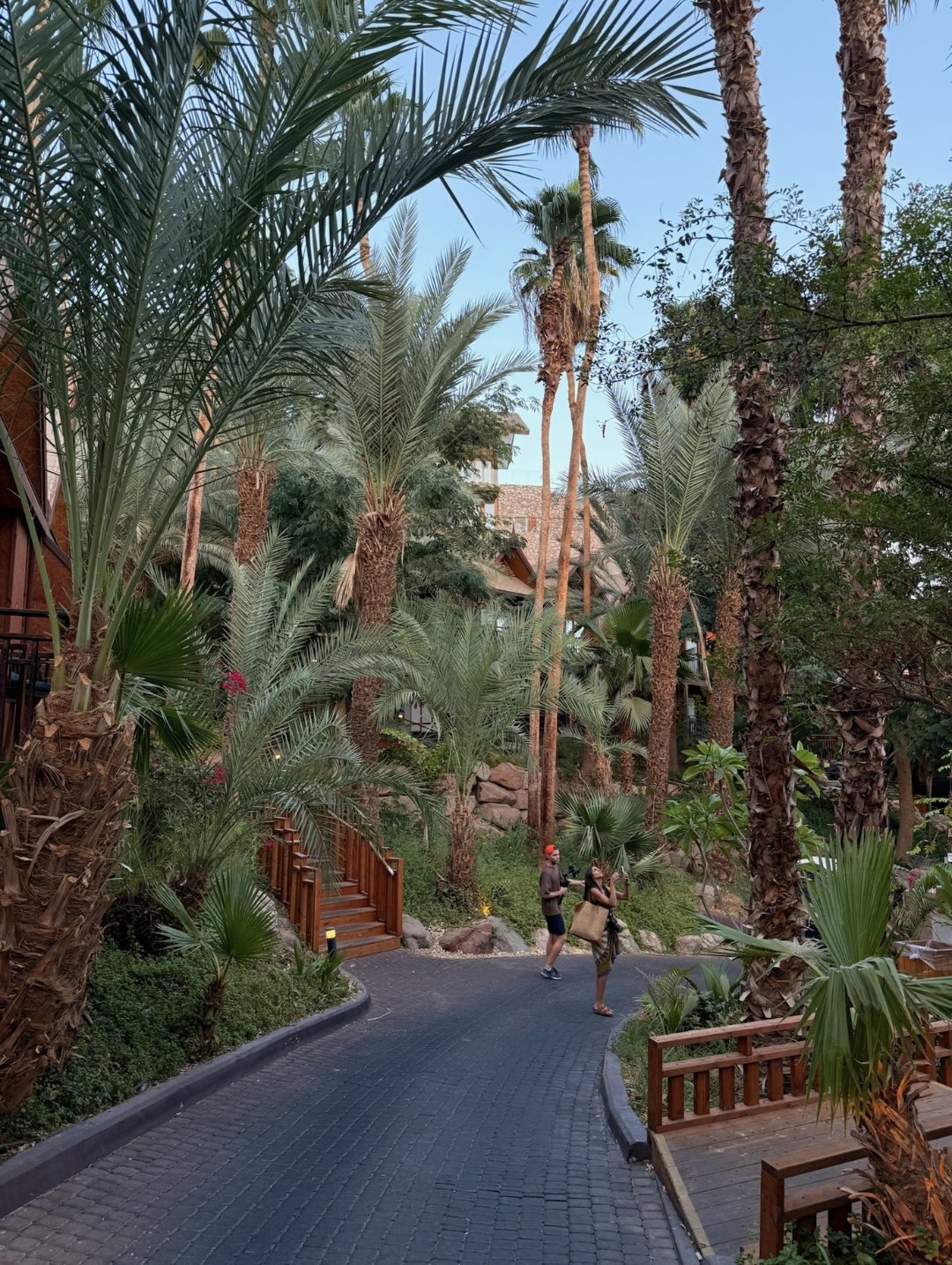 The drive beneath the palms
