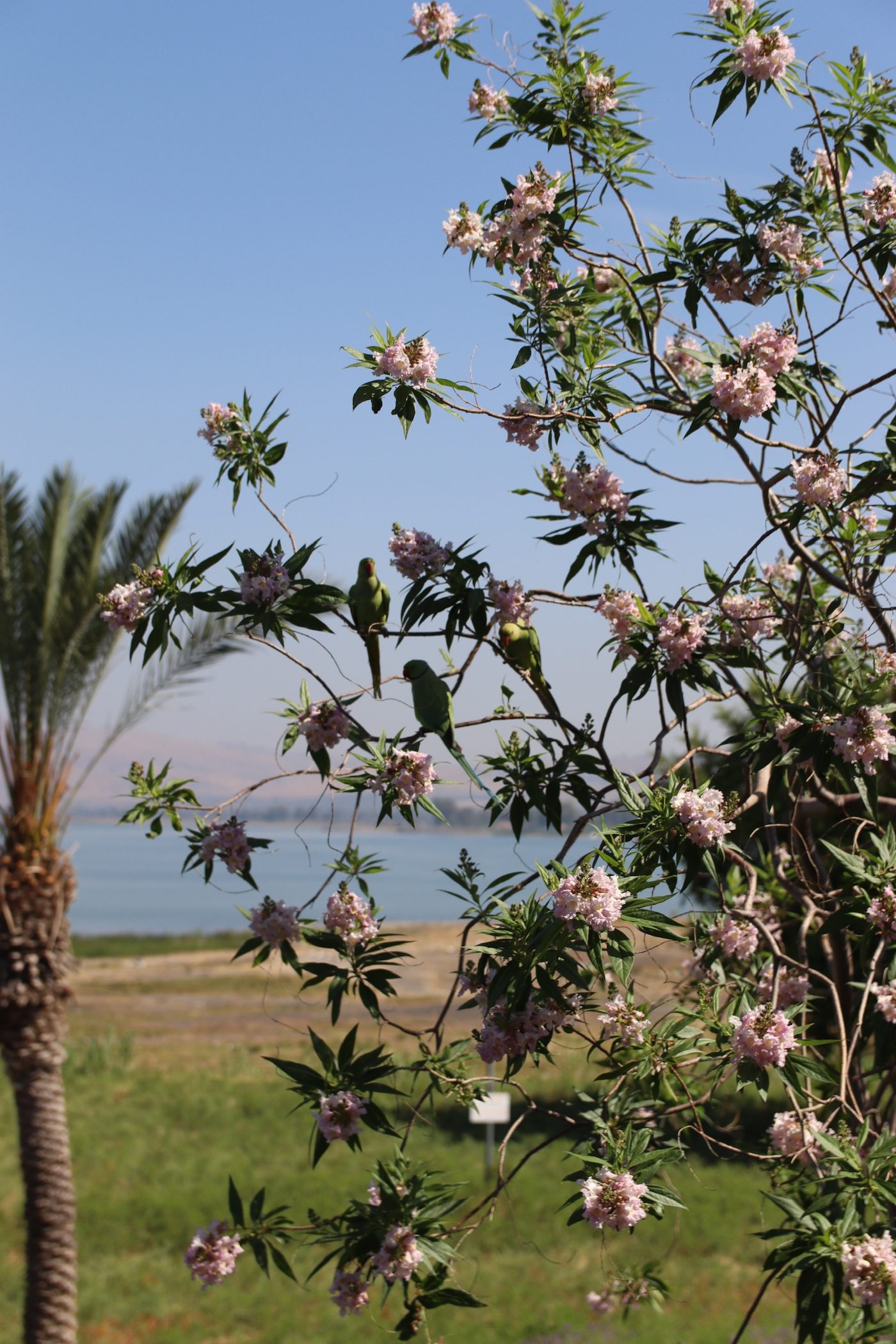 Oleander in flower, the lake behind