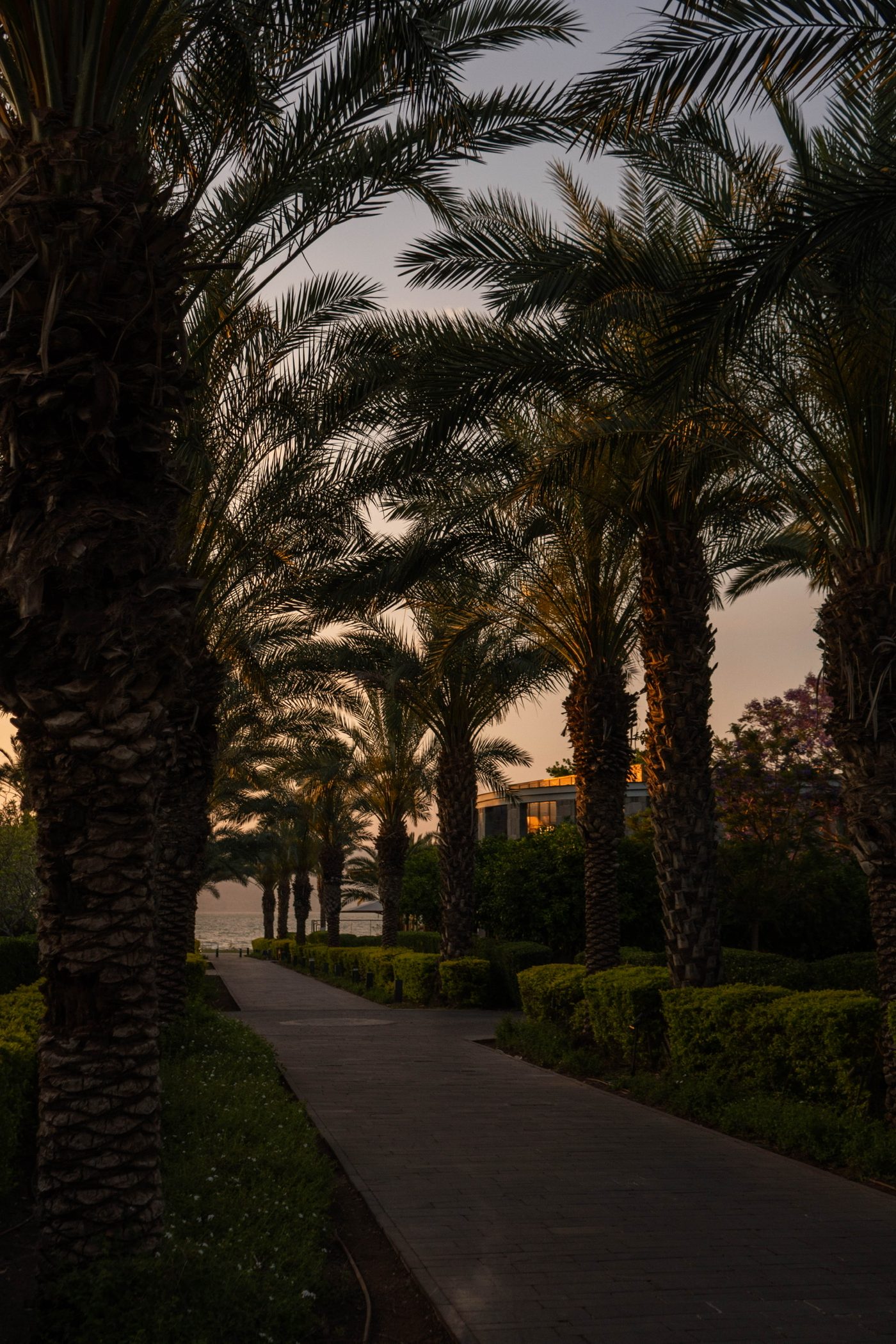 The avenue of palms at dusk
